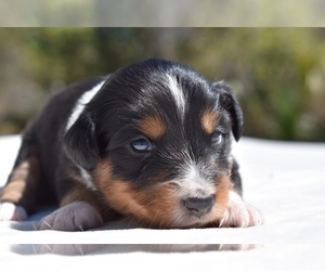 Miniature Australian Shepherd Puppy for sale in PALM COAST, FL, USA