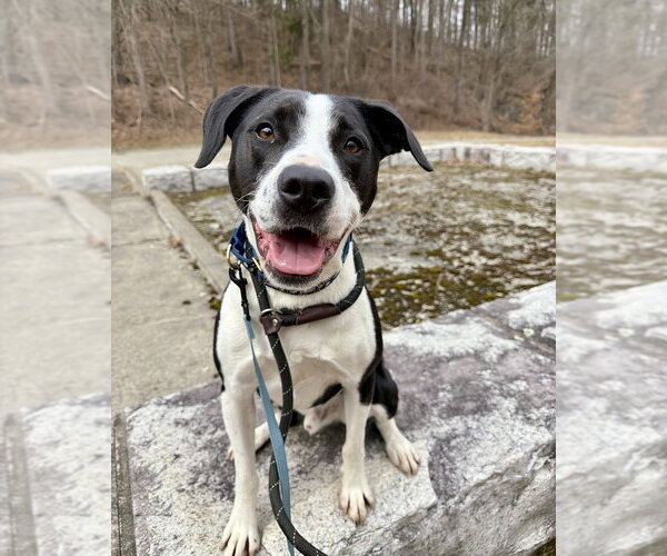 Medium Photo #21 Borador Puppy For Sale in Brewster, NY, USA