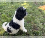 Small Photo #107 Aussiedoodle Puppy For Sale in ASHEVILLE, NC, USA