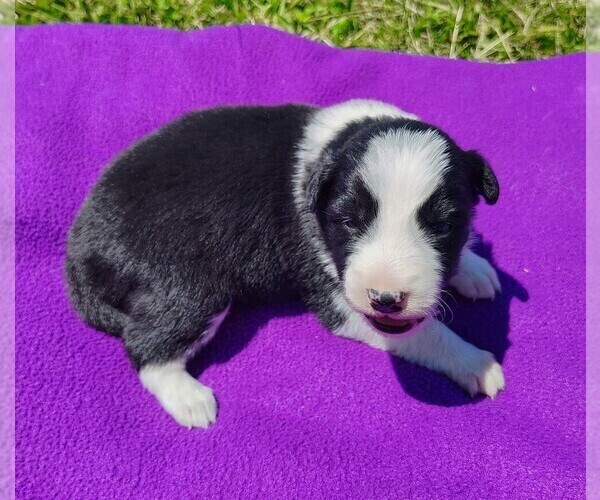 Medium Photo #118 Border Collie Puppy For Sale in NORBORNE, MO, USA