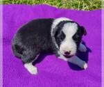 Small Photo #118 Border Collie Puppy For Sale in NORBORNE, MO, USA