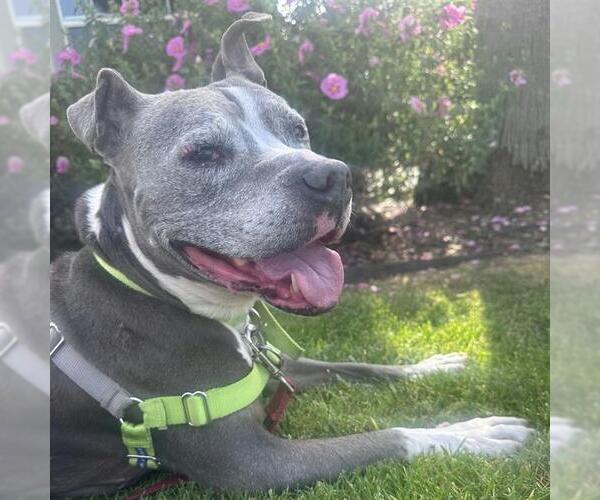 Medium Photo #4 Staffordshire Bull Terrier Puppy For Sale in Alameda, CA, USA