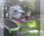 Small #3 Staffordshire Bull Terrier