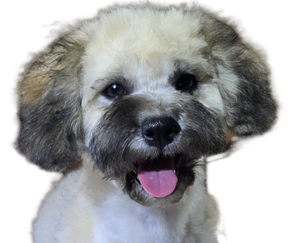Medium Photo #7 Maltipoo-Shih Tzu Mix Puppy For Sale in SAN DIEGO, CA, USA