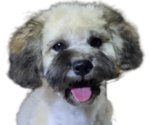 Small Photo #7 Maltipoo-Shih Tzu Mix Puppy For Sale in SAN DIEGO, CA, USA