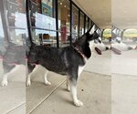 Small Photo #2 Siberian Husky Puppy For Sale in Carrollton, TX, USA