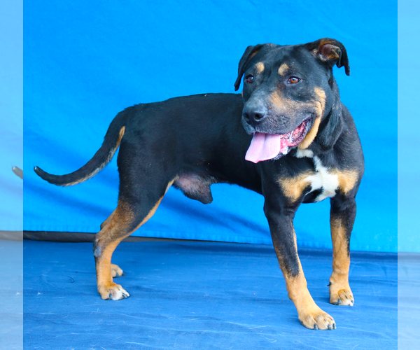 Medium Photo #2 Rottweiler-Unknown Mix Puppy For Sale in Pasadena, CA, USA