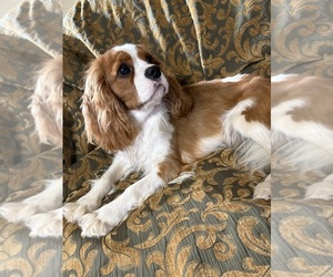 Cavalier King Charles Spaniel Puppy for Sale in ABILENE, Texas USA