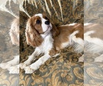 Small Cavalier King Charles Spaniel