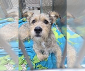 Mutt Dogs for adoption in Martinsburg, WV, USA