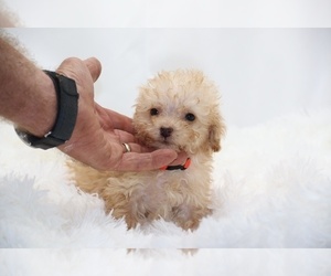 ShihPoo Puppy for Sale in DYERSBURG, Tennessee USA