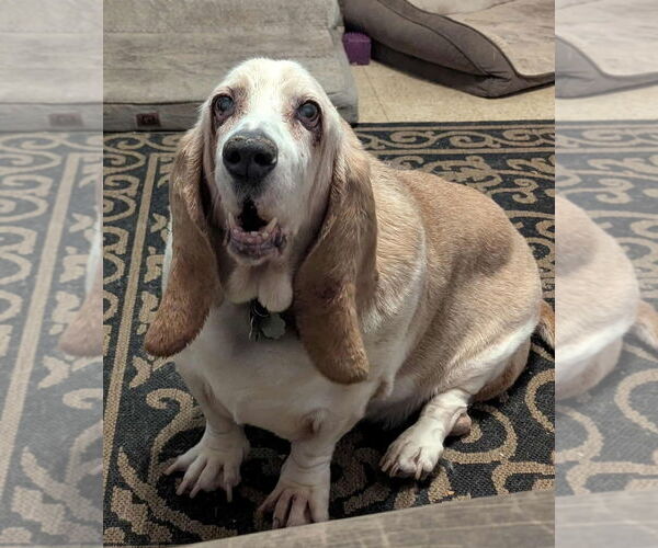 Medium Photo #1 Basset Hound Puppy For Sale in Brookville, OH, USA