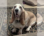 Small Basset Hound