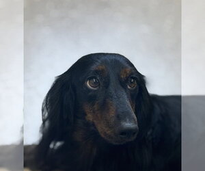 Dachshund Dogs for adoption in York, SC, USA