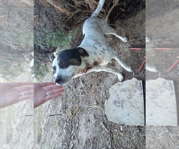 Medium Photo #3 Pointer-Unknown Mix Puppy For Sale in Foristell, MO, USA