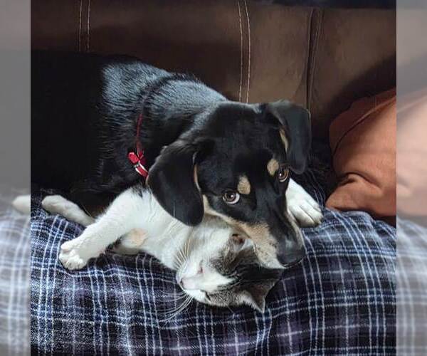 Medium Photo #17 Mutt Puppy For Sale in Doylestown, PA, USA