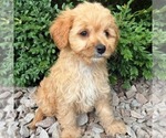 Small #3 Cavapoo (Miniature)
