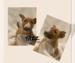 Small Photo #3 Miniature Bull Terrier Puppy For Sale in NORTH SACRAMENTO, CA, USA