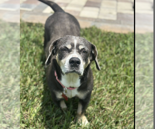 Medium Photo #2 Beagle Puppy For Sale in Tampa, FL, USA