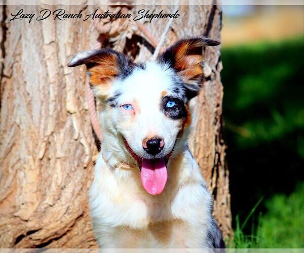 Medium Photo #1 Australian Shepherd Puppy For Sale in TULAROSA, NM, USA