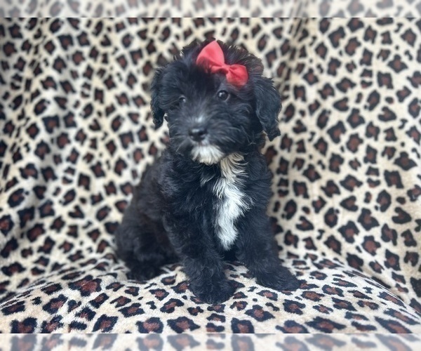 Medium Photo #3 Aussiedoodle Miniature  Puppy For Sale in LAKELAND, FL, USA