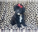 Small #2 Aussiedoodle Miniature 