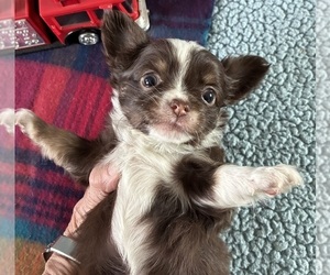 Chihuahua Puppy for sale in NEWVILLE, PA, USA