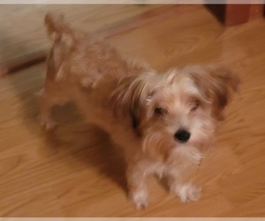 Morkie Puppy for sale in ESPERANCE, NY, USA