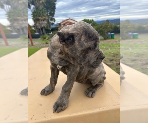 Medium Photo #32 Cane Corso Puppy For Sale in OCEANSIDE, CA, USA