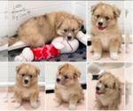 Puppy Puppy 2 Pomsky