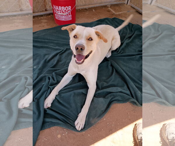 Medium Photo #3 Mutt Puppy For Sale in Apple Valley, CA, USA