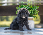 Puppy Hudson Miniature Labradoodle