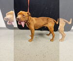 Small #1 Mastiff Mix