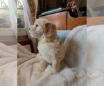 Small #26 Lhasa Apso