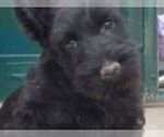 Small Photo #4 Scottish Terrier Puppy For Sale in WHITEWOOD, SD, USA