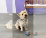 Small #1 Wheaten Terrier Mix