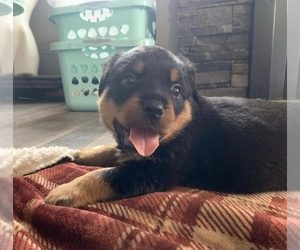 Rottweiler Puppy for Sale in WINDSOR, Maine USA