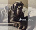 Small Neapolitan Mastiff