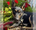 Small #1 German Shepherd Dog Mix