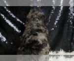 Small #6 Poodle (Toy)