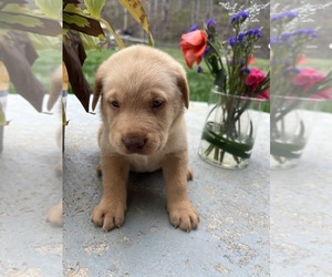 Labrador Retriever Puppy for Sale in NEOLA, West Virginia USA