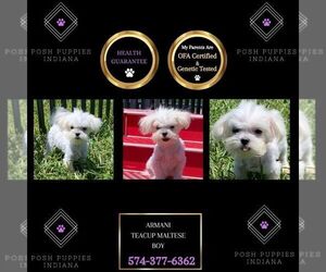 Maltese Puppy for sale in WARSAW, IN, USA