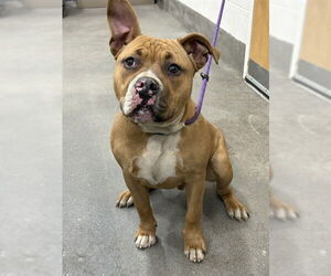 Mutt Dogs for adoption in Forestville, MD, USA