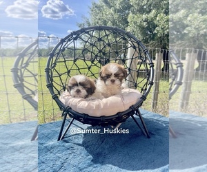 Shih Tzu Puppy for Sale in WEBSTER, Florida USA