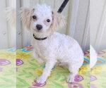 Small Photo #3 Bichpoo Puppy For Sale in Mountain View, MO, USA