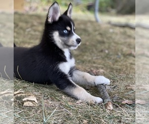 Pomsky Puppy for Sale in FORT WAYNE, Indiana USA