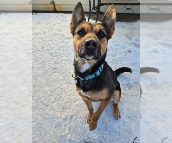 Medium Photo #5 American Pit Bull Terrier-German Shepherd Dog Mix Puppy For Sale in Techny, IL, USA