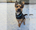 Small #4 American Pit Bull Terrier-German Shepherd Dog Mix