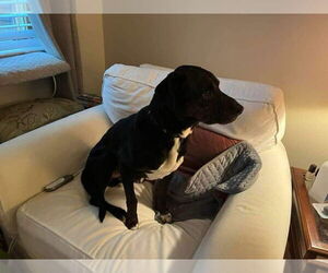 Labrador Retriever Dogs for adoption in Stratham, NH, USA