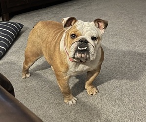 Mother of the English Bulldog puppies born on 06/08/2025